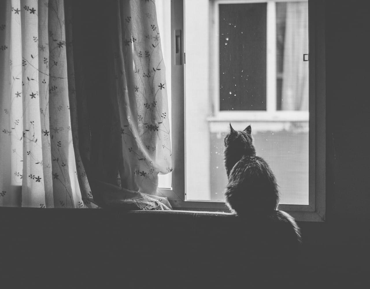 The Night Shift Cat has 24 flats and 24 small stories.